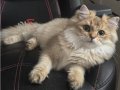 Sevecen Golden Black British Longhair küllü erkek yavru