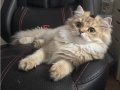 Sevecen Golden Black British Longhair küllü erkek yavru