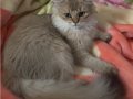 Sevecen Golden Black British Longhair küllü erkek yavru