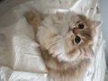 British LongHair Golden Black Dişi Yavrular