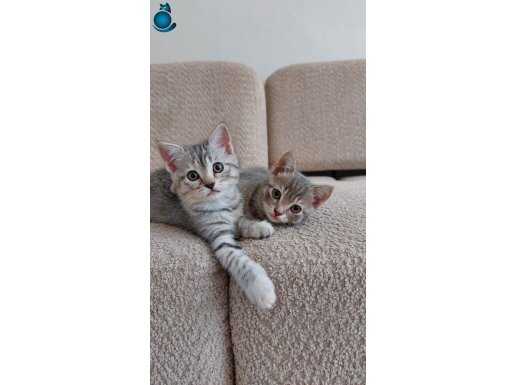 British x American Shorthair yavrular 