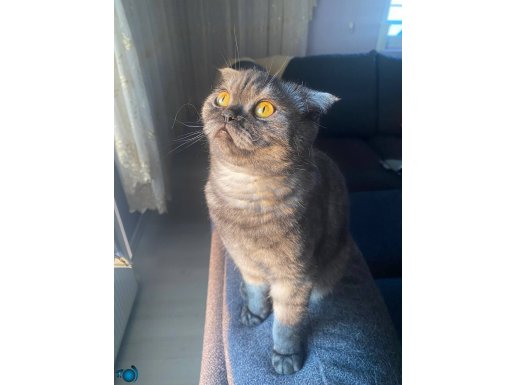 Sevecen zeytin yeni yuvasını arıyor