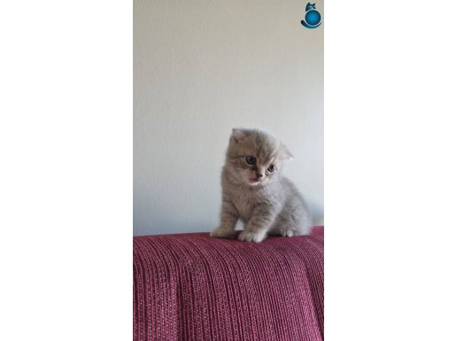 Scottish fold & British shorthair yavrularımıza yuva arıyorz