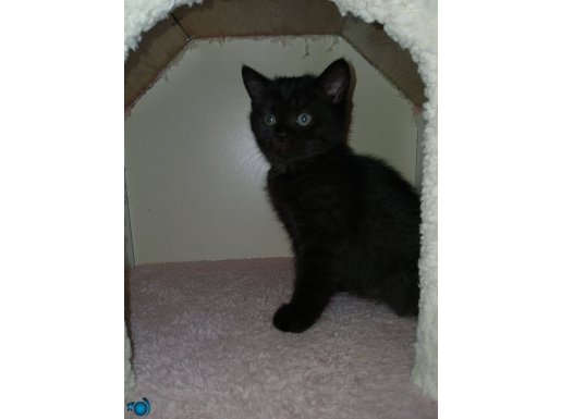 British Shorthair 1buçuk aylık WP Ulaşabilirsiniz