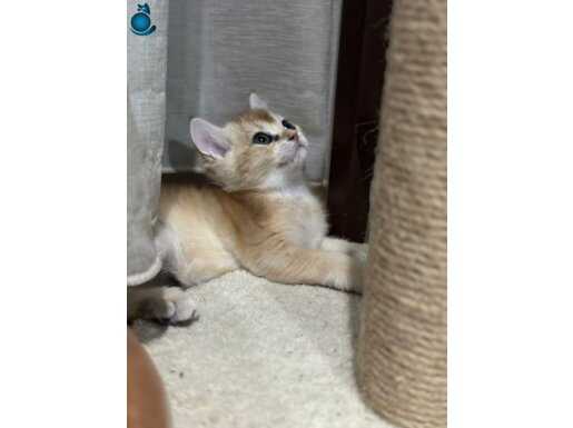 BY 12 erkek british shorthair 