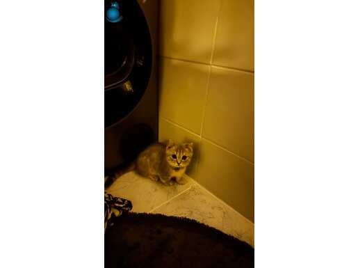 Munchkin kedi gri 