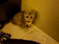Munchkin kedi gri 