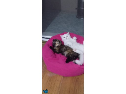 British shorthair ve scottish fold biri dişi biri erkek 