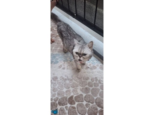 Sevgi dolu bir aileye ihtiyacım var!