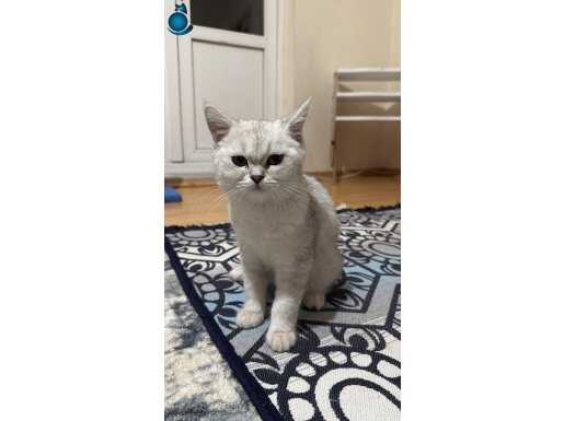 Ücretsiz british shorthair silver erkek kedimiz