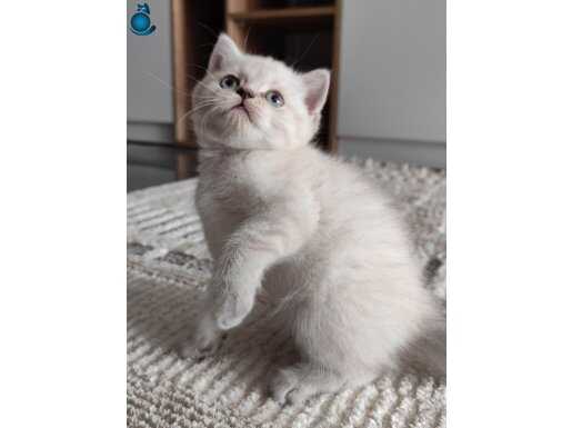 Mavi Gözlü Beyaz Prens British Shorthair 