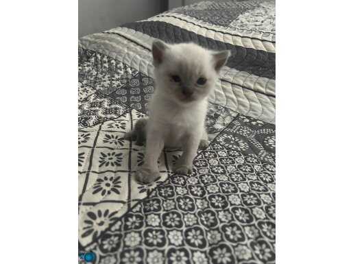 son yawrular