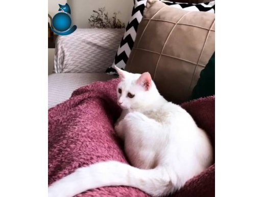 EVDE DOGUP BUYUYEN ANKARA KEDİSİ