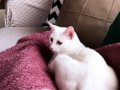 EVDE DOGUP BUYUYEN ANKARA KEDİSİ