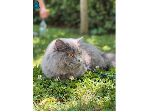 9 aylık british longhair 