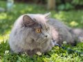 9 aylık british longhair 