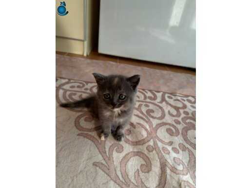Scottish fold 