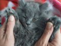 4 aylık oyuncu hareketli bir yavru