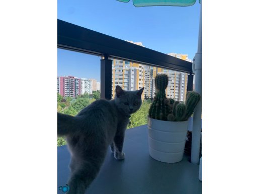 3 aylık british shorthair ücretsiz acil