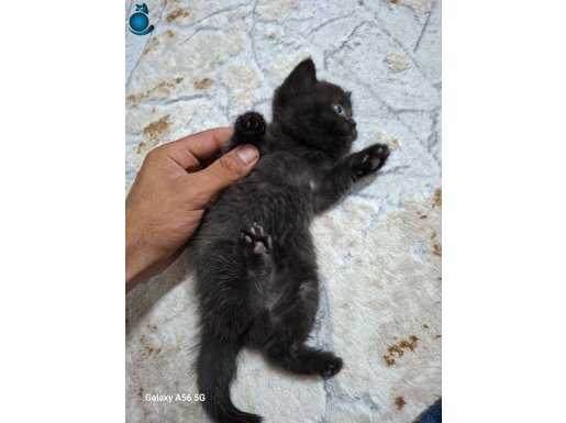 British Shorthair .yavrumuz yenı yuvasını beklıyor