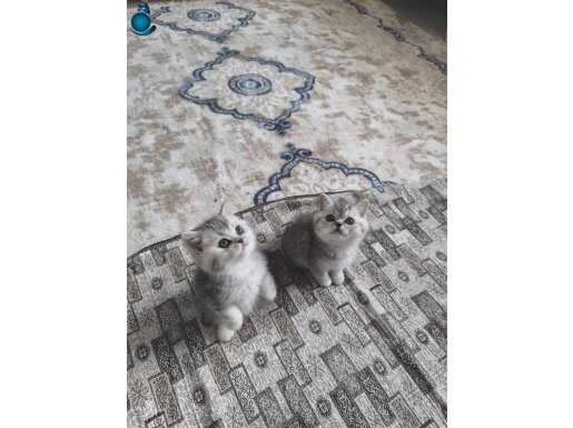 Ev Ortamında Doğan Minikler Dişi Ve Erkek Uysal Ve Oyuncul