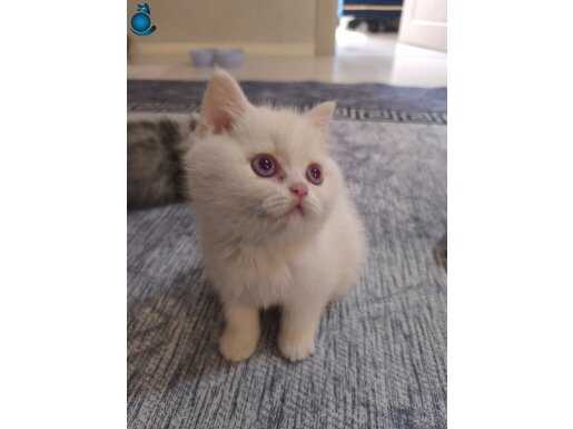 Kar Beyazı , Pembe Gözlü Dişi Yavru Kedi