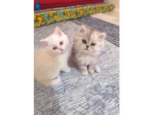 Aslanın Yavrusu Gibi Oyuncul İRİ 2 Aylık Yavru Kedi A++