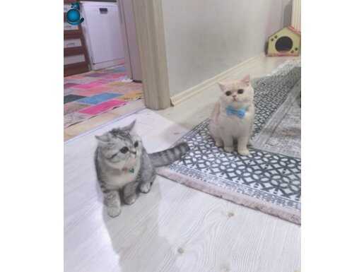 Dişi Ve Erkek Ayrılmaz ikili 1 Yaşında