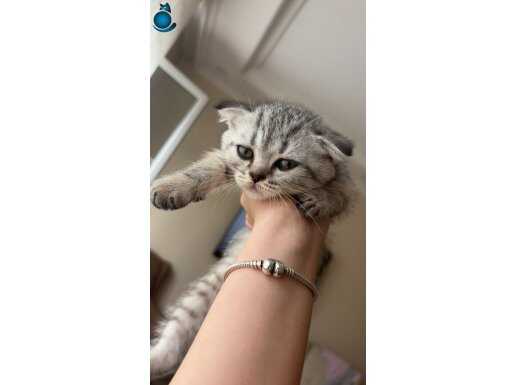 2 aylık tatlı bir yavru 