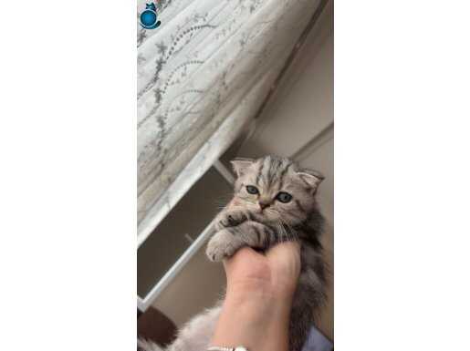 2aylık scottish fold dişi