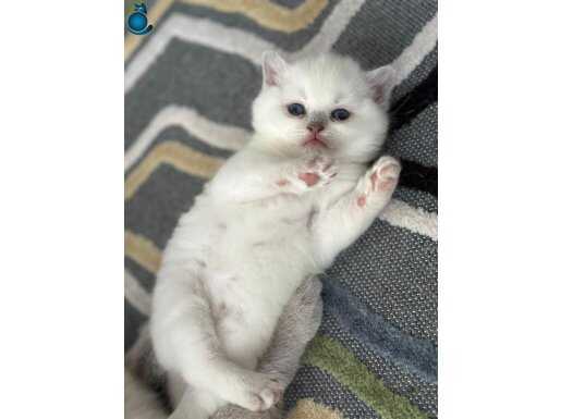 Sevimli yawru