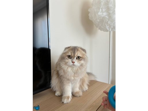 Muhteşem renkte scottish fold