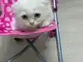Harika Scottish Fold Yavrular