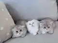 Harika Scottish Fold Yavrular
