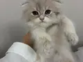Harika Scottish Fold Yavrular