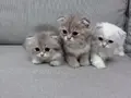 Harika Scottish Fold Yavrular