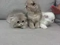 Harika Scottish Fold Yavrular