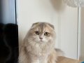 Muhteşem renkte scottish fold