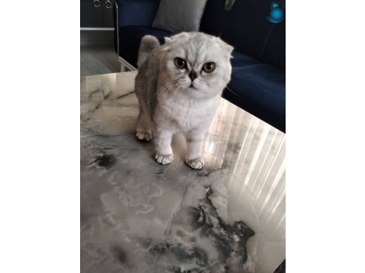 Scottish Fold 6 aylık dişi yavru