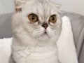 4 Aylık Scottish Fold Dişi Yavru 
