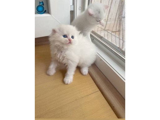 Pamuk gibi yavrularımız