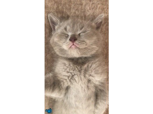 British Shorthair 1 buçuk aylık minik yavru 