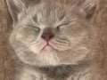 British Shorthair 1 buçuk aylık minik yavru 