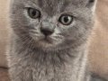 British Shorthair Safkan minik yavrumuz 