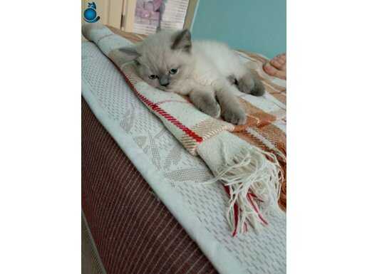 British shorthair bluepoint erkek iki aylık kedi cana yakın.