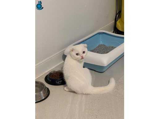 3aylık Beyaz Scottish Fold 