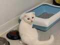 Beyaz Scottish fold 3 aylık
