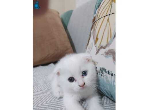 Scottish fold renkli gözlü dişi 3 aylık 