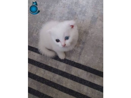 Scottish fold renkli gözlü dişi 