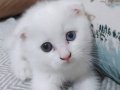 Scottish fold renkli gözlü dişi 3 aylık 